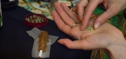 Zwei Hände mit getrocknetem Cannabis, im Hintergrund der Joint, der gerade gebaut wird
